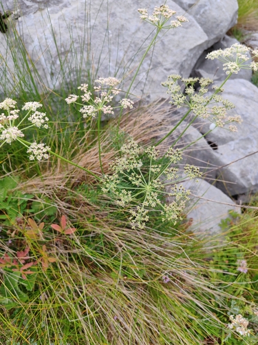Peucedanum rablense, photograph 1