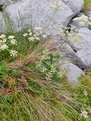 Peucedanum rablense