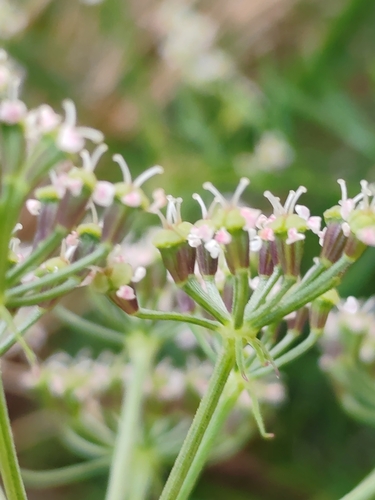 Peucedanum rablense, photograph 2