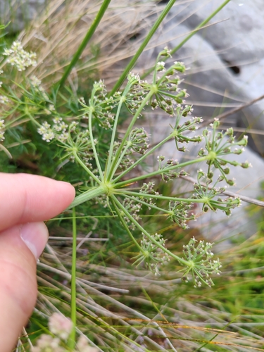 Peucedanum rablense, photograph 3