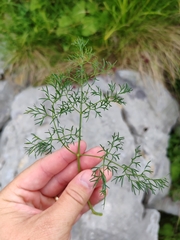 Peucedanum rablense, photograph (c) Ljaž, some rights reserved (CC BY)