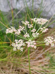 Peucedanum rablense, photograph (c) Ljaž, some rights reserved (CC BY)