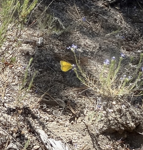 iNaturalist observation photo of Orange Sulphur
