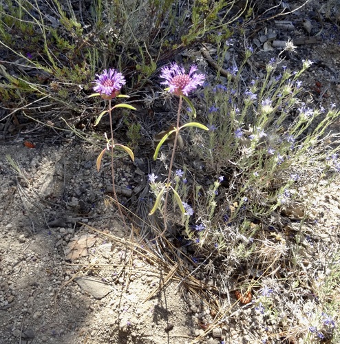 iNaturalist observation photo of Brewer's Monardella