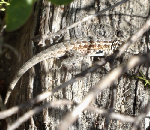 iNaturalist observation photo of Western Side-blotched Lizard