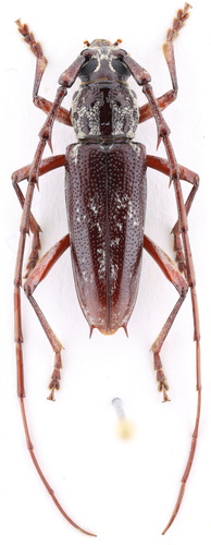 Elaphidion irroratum (Linnaeus, 1767)