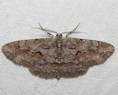 Iridopsis vellivolata