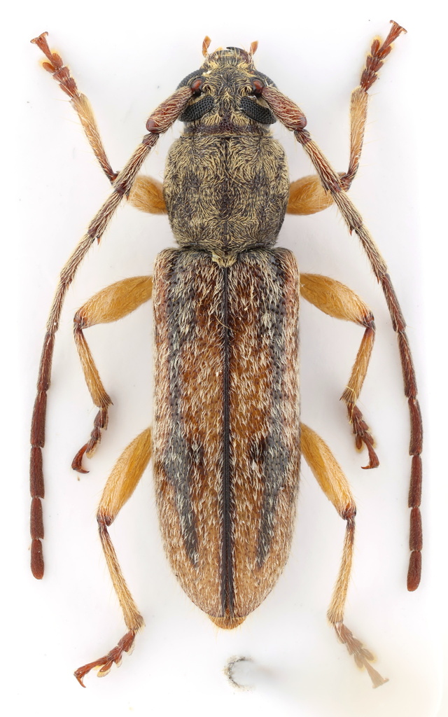 Anelaphus cinereus