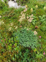 Laserpitium peucedanoides, photograph (c) Ljaž, some rights reserved (CC BY)