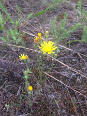 Crepis tectorum