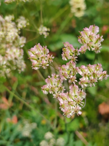 Laserpitium peucedanoides, photograph 6