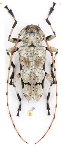 Oreodera glauca (Linnaeus, 1758)