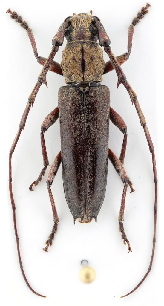 Elaphidion tomentosum