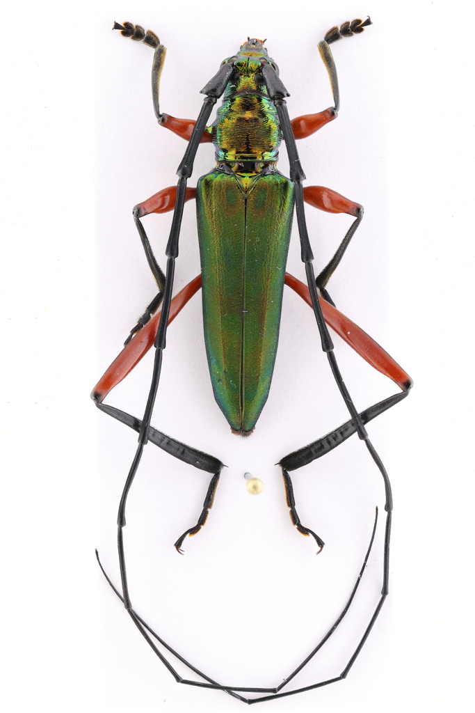 Plinthocoelium virens