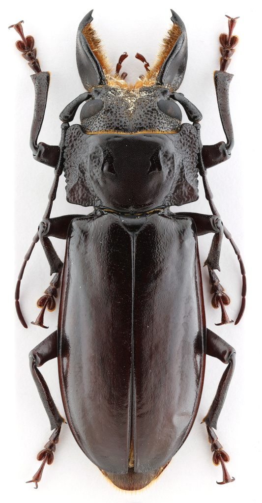 Hovorodon bituberculatus