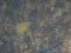 Bugulina