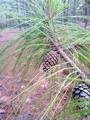 Pinus herrerae