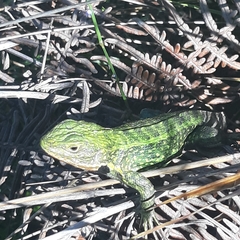 Stenocercus trachycephalus