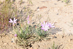 Lygodesmia grandiflora