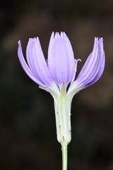 Lygodesmia grandiflora