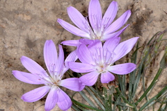Lygodesmia grandiflora