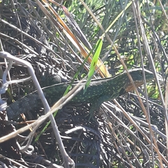 Stenocercus trachycephalus