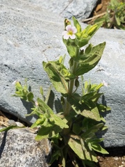 Erythranthe parishii