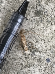 Leptoxenus ibidiiformis