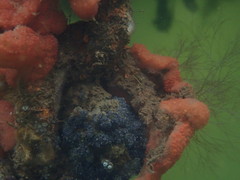 Botryllus schlosseri