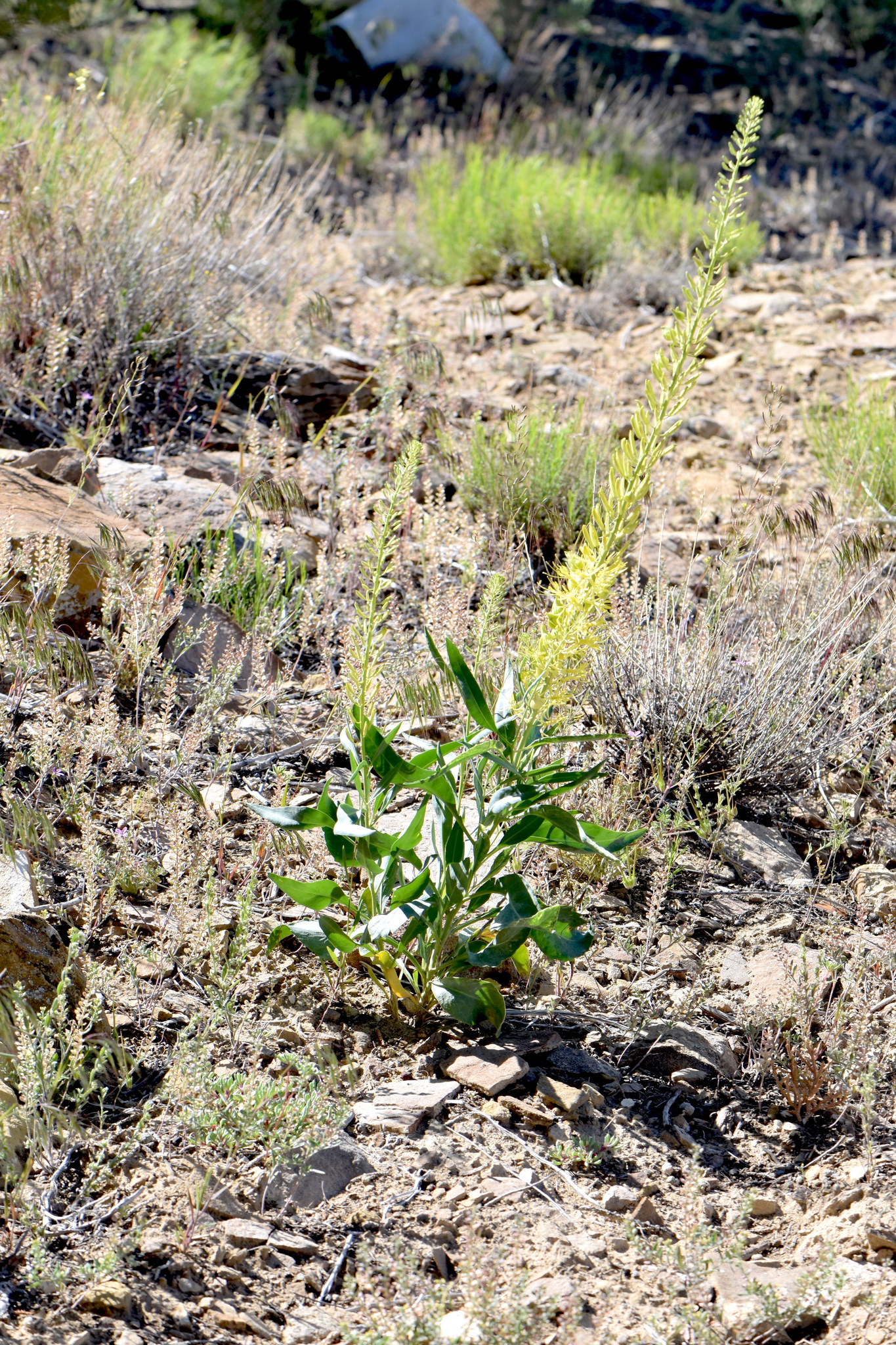 Stanleya pinnata var. integrifolia