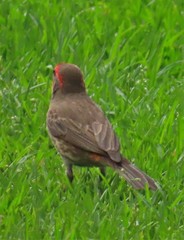 Haemorhous mexicanus