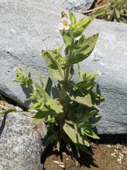 Erythranthe parishii