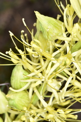 Stanleya pinnata integrifolia