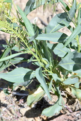 Stanleya pinnata integrifolia