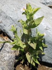 Erythranthe parishii