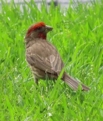 Haemorhous mexicanus