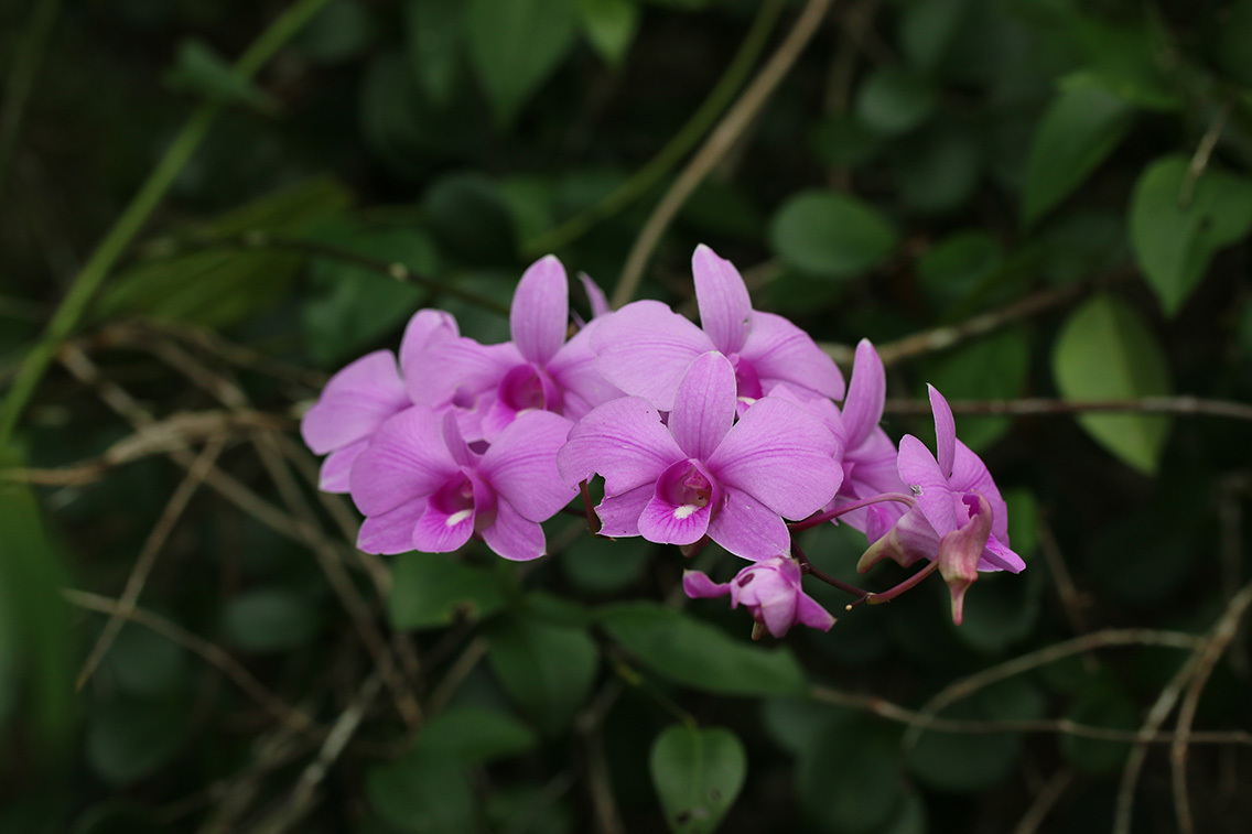 Dendrobium bigibbum