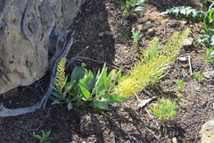 Stanleya pinnata integrifolia