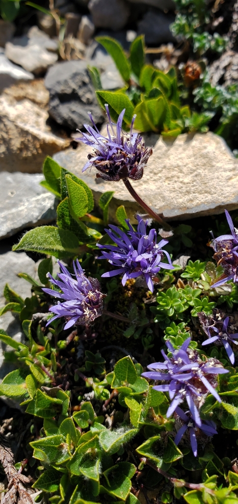 Jasione cavanillesii (Jasione cavanillesii)