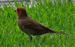 Haemorhous mexicanus