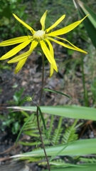 Image of Phoebanthus tenuifolia