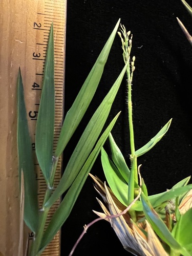Dichanthelium hillebrandianum observed 2024-07-03