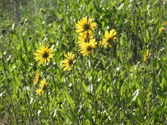 Wyethia amplexicaulis