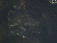 Botryllus schlosseri