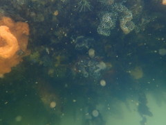 Botryllus schlosseri