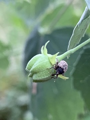 Pheloconus cribricollis