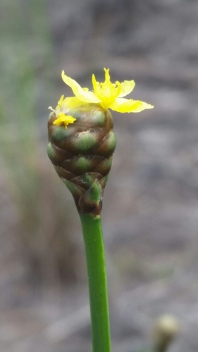 Image of Xyris stricta by (c) Jay Horn, some rights reserved (CC BY)