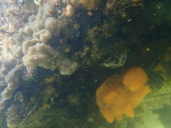 Botryllus schlosseri