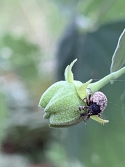 Pheloconus cribricollis