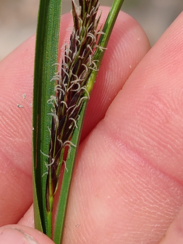 Image of Carex frigida by (c) Ljaž, some rights reserved (CC BY)